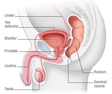 The prostate gland